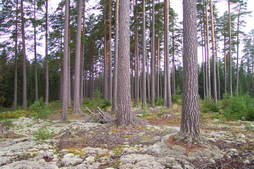 NYMrrpinbacken1